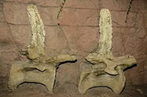 Sauropod: Seismosaurus Vertebrae Fossils