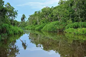 Sekonyer: Sekonyer river with forest - Tanjung Puting National Park