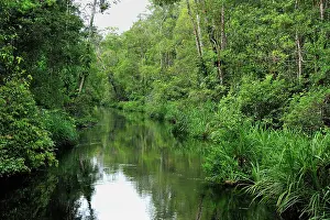 Sekonyer: Sekonyer river with forest - Tanjung Puting National Park