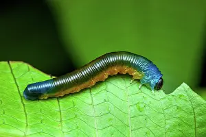 Amazonian: Selandriine Sawfly (Selandriinae sp) larva on a