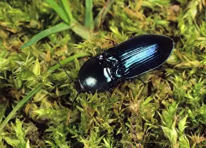 Snapping: Selatosomus aeneus
