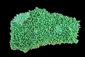 Hydrous: Selenite (CaSO4-2H2O) (Hydrous calcium sulfate)