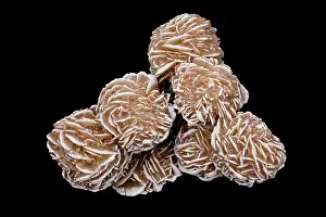 Gypsum: Selenite rose a form of gypsum