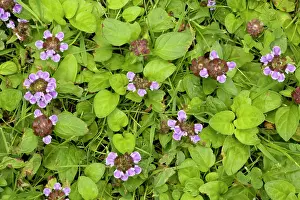 Prunella: Self-heal