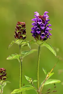 Anti: Self-heal - in flower