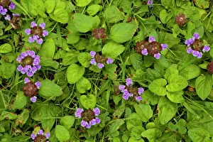 Prunella: Selfheal