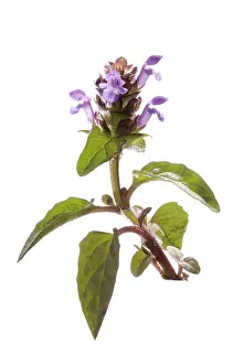 Prunella: Selfheal