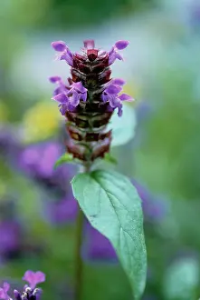 Prunella: Selfheal