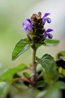 Prunella: Selfheal