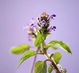 Prunella: Selfheal
