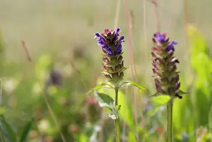 Prunella: Selfheal