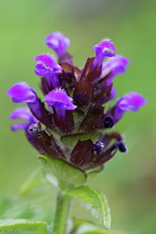 Prunella: Selfheal