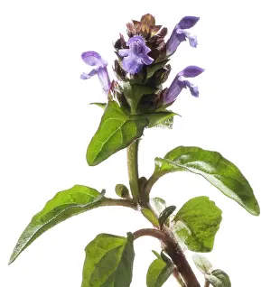 Skincare: Selfheal