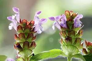 Jonathan Player: Selfheal