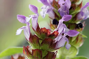 Jonathan Player: Selfheal