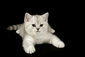 Selkirk: Selkirk Rex, cat breed, kitten, 8 weeks, fur colour