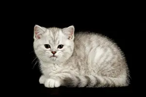 Selkirk: Selkirk Rex, cat breed, kitten, 8 weeks, fur colour