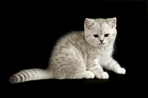 Selkirk: Selkirk Rex, cat breed, kitten, 8 weeks, fur colour