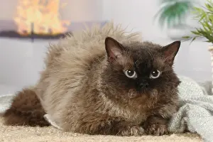 Rexes: Selkirk Rex cat indoors
