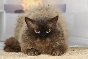 Rexes: Selkirk Rex cat indoors