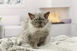 Rexes: Selkirk Rex cat indoors