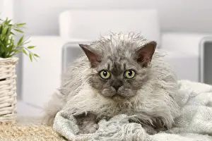 Rexes: Selkirk Rex cat indoors