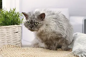 Rexes: Selkirk Rex cat indoors