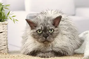 050820: Selkirk Rex cat indoors