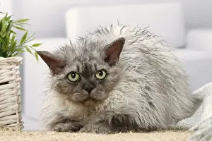 050820: Selkirk Rex cat indoors