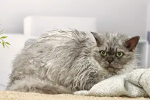 050820: Selkirk Rex cat indoors