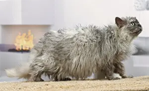 050820: Selkirk Rex cat indoors
