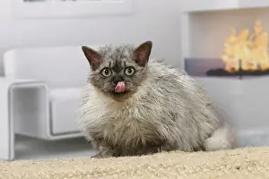 050820: Selkirk Rex cat indoors