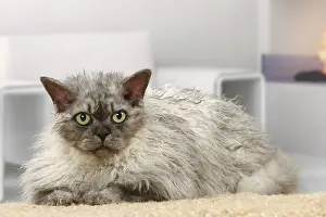 050820: Selkirk Rex cat indoors