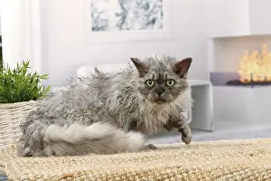 050820: Selkirk Rex cat indoors