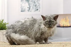 050820: Selkirk Rex cat indoors