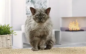 050820: Selkirk Rex cat indoors