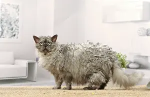050820: Selkirk Rex cat indoors