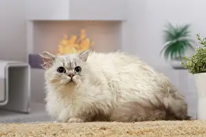 050820: Selkirk Rex cat indoors