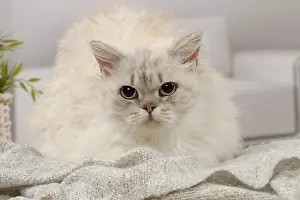 050820: Selkirk Rex cat indoors