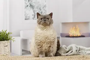 050820: Selkirk Rex cat indoors