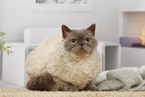 050820: Selkirk Rex cat indoors