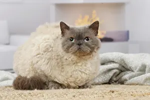 050820: Selkirk Rex cat indoors