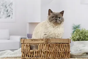 050820: Selkirk Rex cat indoors