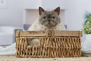 050820: Selkirk Rex cat indoors