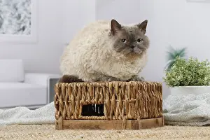 050820: Selkirk Rex cat indoors