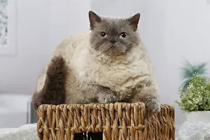 Selkirk: Selkirk Rex cat indoors