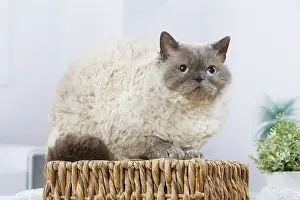 Selkirk: Selkirk Rex cat indoors