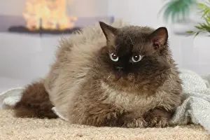 Selkirk: Selkirk Rex cat indoors