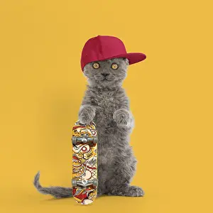 Chilling: Selkirk Rex Cat, kitten standing on hind legs wearing