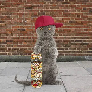 Chilling: Selkirk Rex Cat, kitten standing on hind legs wearing